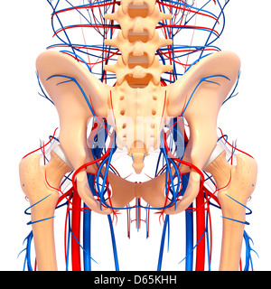 Becken-Anatomie, artwork Stockfoto