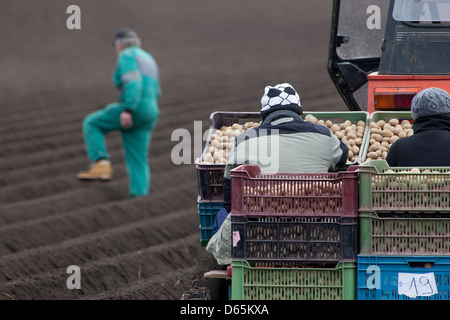 Frühling Kartoffeln in Reihen anpflanzen, tschechischer Bauer Stockfoto