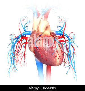 Menschliches Herz, Computer-Grafik Stockfoto