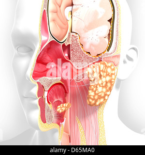 Kopf Anatomie, artwork Stockfoto