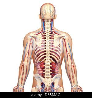 Menschliche Anatomie, artwork Stockfoto