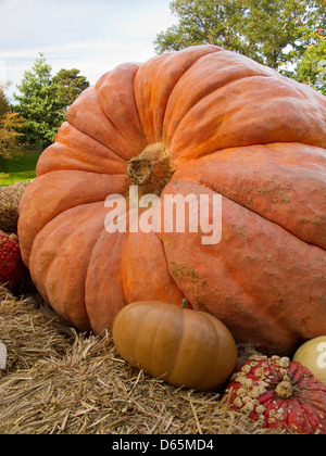 Riesenkürbis mit Kalebassen, die ihn umgebenden anzeigen Stockfoto