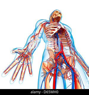 Menschliche Anatomie, artwork Stockfoto