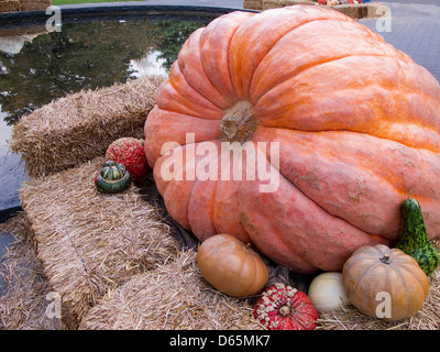 Riesenkürbis mit Kalebassen, die ihn umgebenden anzeigen Stockfoto