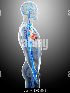 Menschlichen Adern, artwork Stockfoto