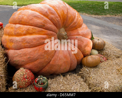 Riesenkürbis mit Kalebassen, die ihn umgebenden anzeigen Stockfoto