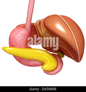 Leber, Magen und Bauchspeicheldrüse, artwork Stockfoto