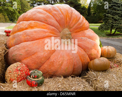 Riesenkürbis mit Kalebassen, die ihn umgebenden anzeigen Stockfoto