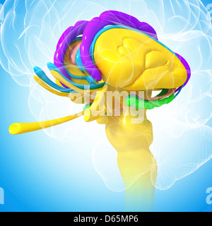 Anatomie des Gehirns, artwork Stockfoto