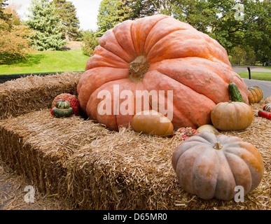 Riesenkürbis mit Kalebassen, die ihn umgebenden anzeigen Stockfoto