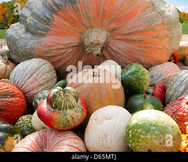 Riesenkürbis mit Kalebassen, die ihn umgebenden anzeigen Stockfoto