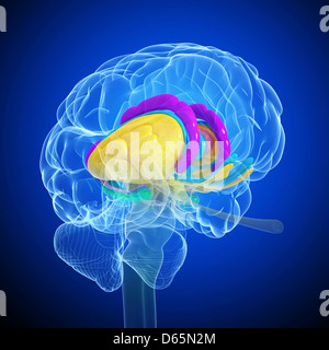 Anatomie des Gehirns, artwork Stockfoto