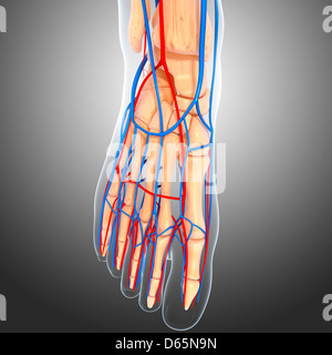 Anatomie des Fußes, artwork Stockfoto