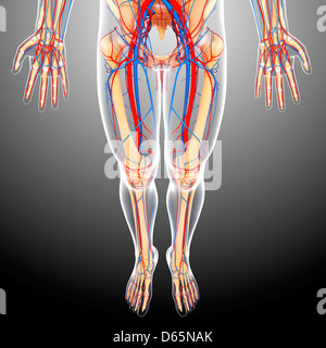 Unteren Körper Anatomie, artwork Stockfoto