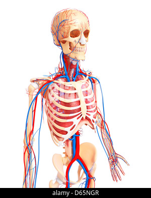 Menschliche Anatomie, artwork Stockfoto