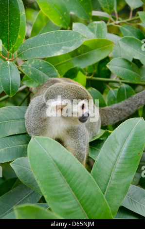 Französisches Überseegebiet, Französisch-Guayana, Heil Inseln Ile Royale. Wilde Eichhörnchen-Affe (Saimiri Sciureus) im Baum. Stockfoto