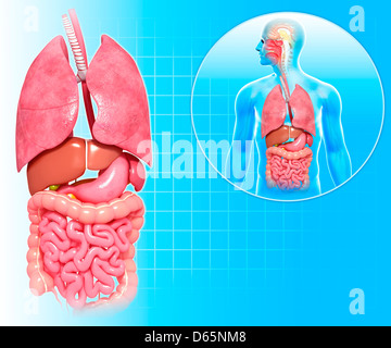 Menschliche Anatomie, artwork Stockfoto