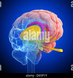 Anatomie des Gehirns, artwork Stockfoto