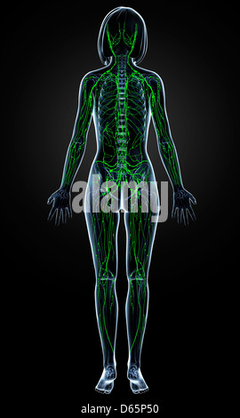 Weibliche Lymphsystem, artwork Stockfoto