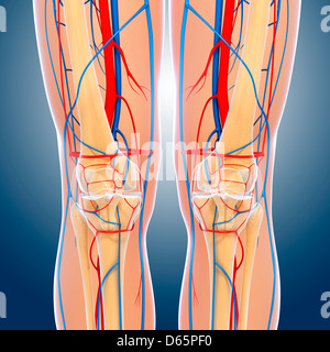 Knie-Anatomie, artwork Stockfoto