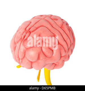 Anatomie des Gehirns, artwork Stockfoto