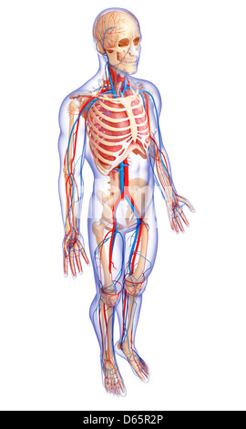 Männliche Anatomie, artwork Stockfoto