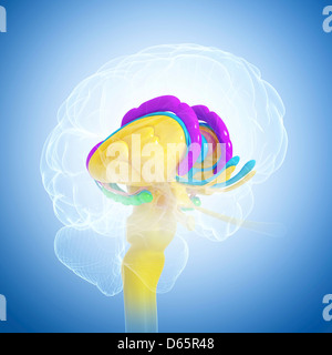 Anatomie des Gehirns, artwork Stockfoto