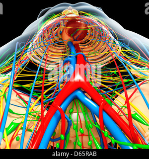 Menschliche Anatomie, artwork Stockfoto