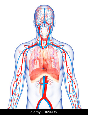 Menschliche Anatomie, artwork Stockfoto