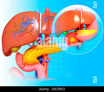 Gesunde Leber und Bauchspeicheldrüse, artwork Stockfoto