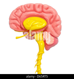 Anatomie des Gehirns, artwork Stockfoto