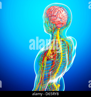 Oberkörper-Anatomie, artwork Stockfoto