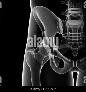 Becken-Anatomie, artwork Stockfoto