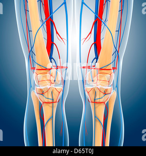 Knie-Anatomie, artwork Stockfoto