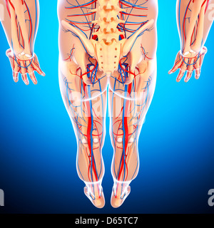 Unteren Körper Anatomie, artwork Stockfoto