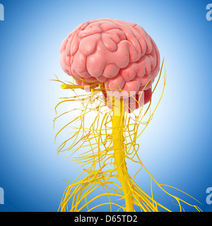 Menschlichen Nervensystem, artwork