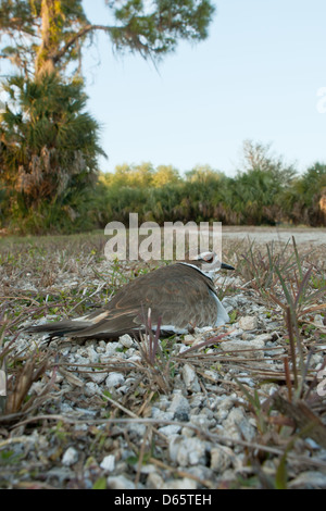 Weitwinkelansicht von Killdeer auf seinem Nest Nester Vögel singvögel Singvögel plündern Natur Tierwelt Umgebung vertikal Stockfoto