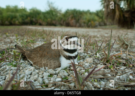 Weitwinkelansicht von Killdeer auf seinem Nest Nester Vogelvögel singvögel plündern Plünderung Natur Tierwelt Umwelt Stockfoto