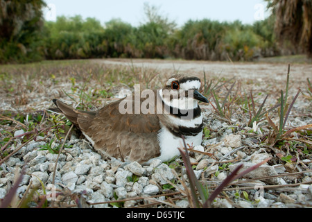 Weitwinkelansicht von Killdeer auf seinem Nest Nester Vogelvögel singvögel plündern Plünderung Natur Tierwelt Umwelt Stockfoto