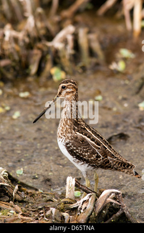 Wilson's Snipe - grüne Cay Feuchtgebiete - Boynton Beach, Florida USA Stockfoto