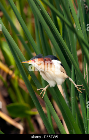 Wenigsten Rohrdommel - grüne Cay Feuchtgebiete - Boynton Beach, Florida USA Stockfoto