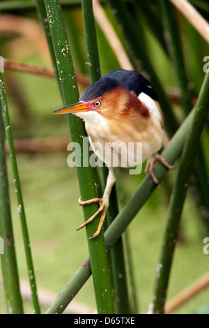 Wenigsten Rohrdommel - grüne Cay Feuchtgebiete - Boynton Beach, Florida USA Stockfoto