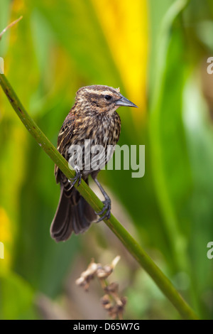 Rotschulterstärling (weiblich) - grüne Cay Feuchtgebiete - Boynton Beach, Florida USA Stockfoto