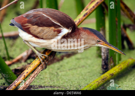 Wenigsten Rohrdommel - grüne Cay Feuchtgebiete - Boynton Beach, Florida USA Stockfoto