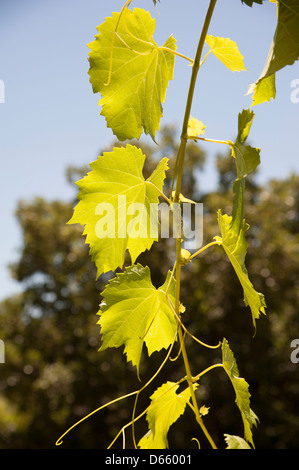 Zandliet Wine Estate Reben Robertson western Cape Südafrika südlichen afrikanischen Weinindustrie Stockfoto