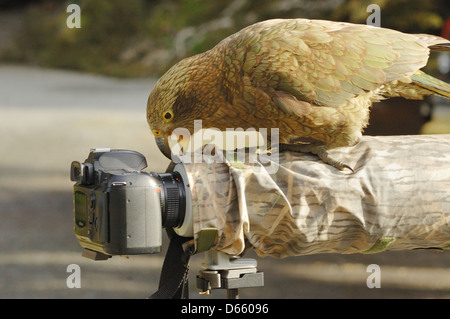 Kea (Nestor Notabilis) untersucht eine Kamera Stockfoto