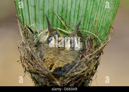 Long-tailed Einsiedler Kolibri Küken (Phaethornis Longirostris) im nest Stockfoto