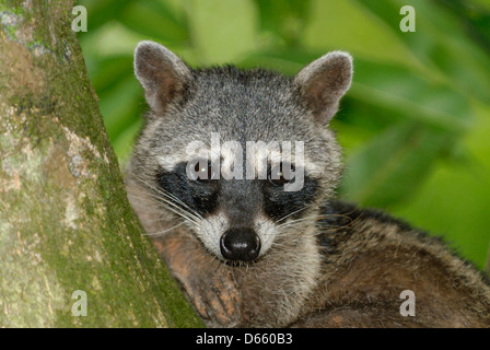 Krabbe-Essen Raccooon (Procyon Cancrivorus) in Manuel Antonio Nationalpark, Costa Rica Stockfoto