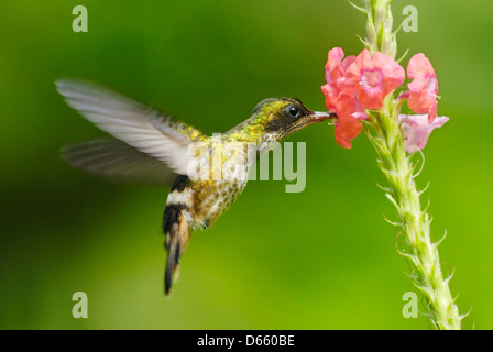 Schwarz-crested Coquette Kolibri (Lophornis Helenae) Fütterung Stockfoto