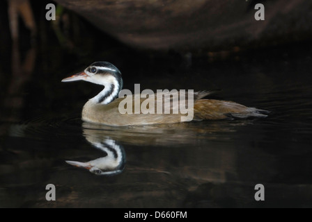 Pantropisch (Heliornis Fulica) im Nationalpark Tortuguero, Costa Rica. Stockfoto